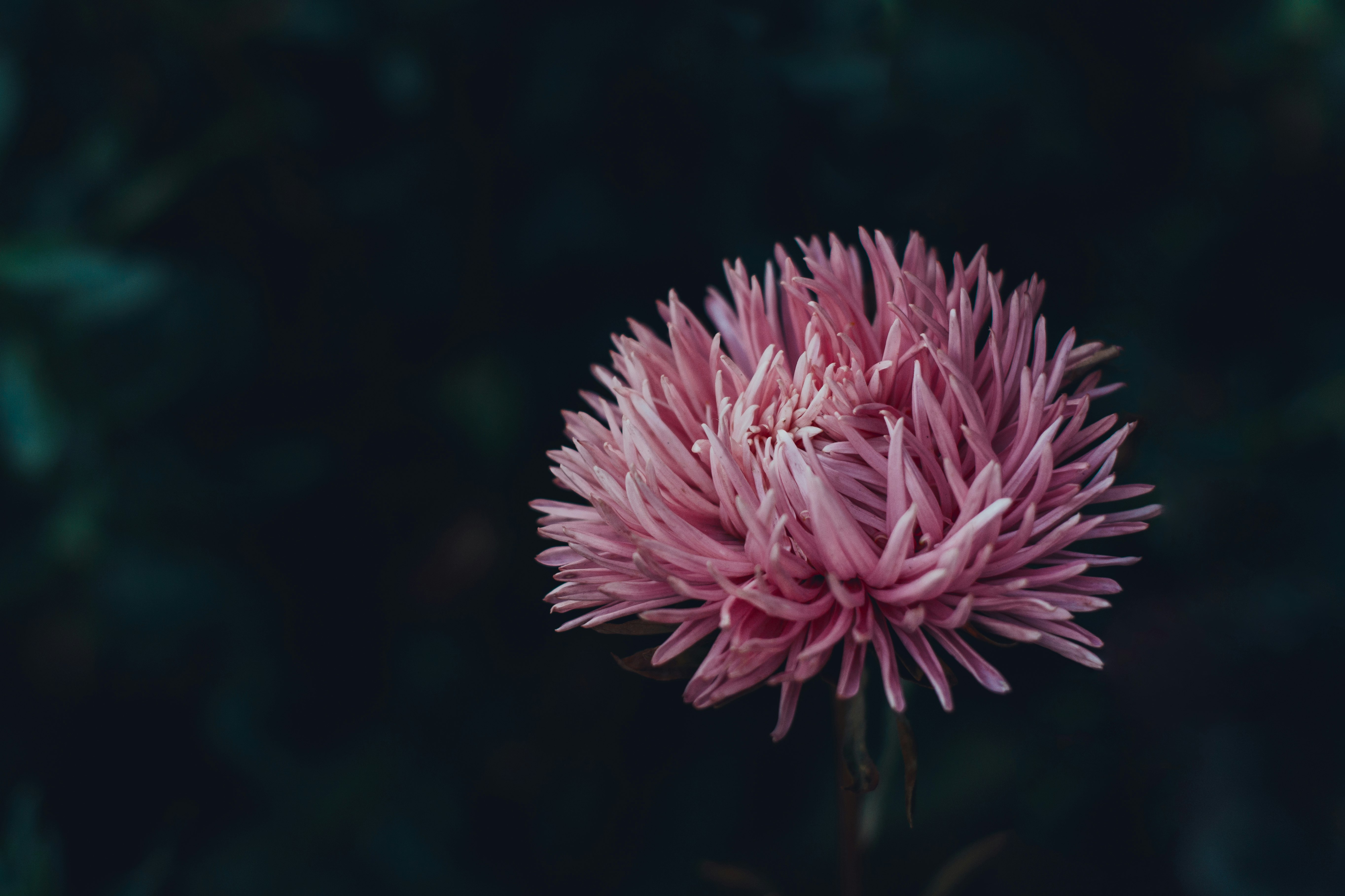 pink flower